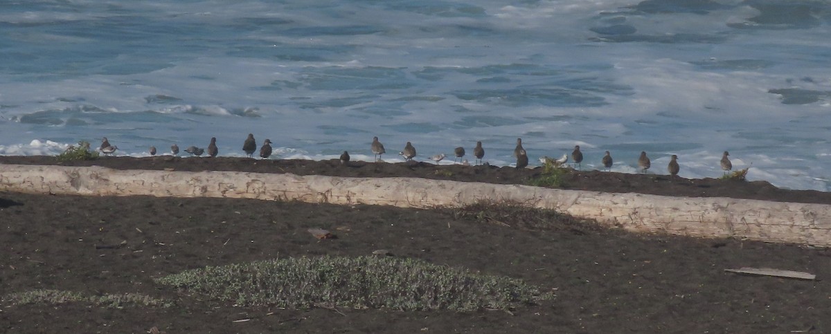 Txirri grisa - ML644558646