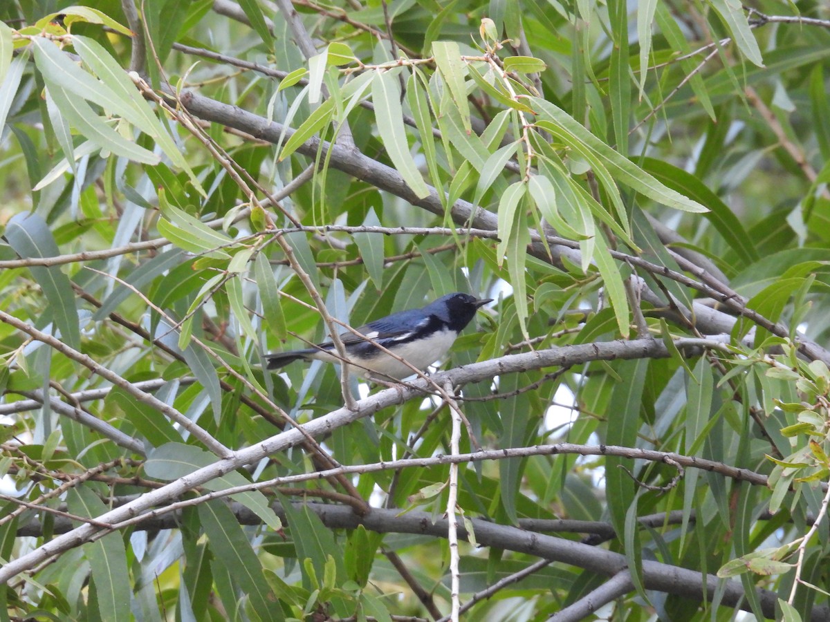 Mavi Sırtlı Ötleğen - ML644558652