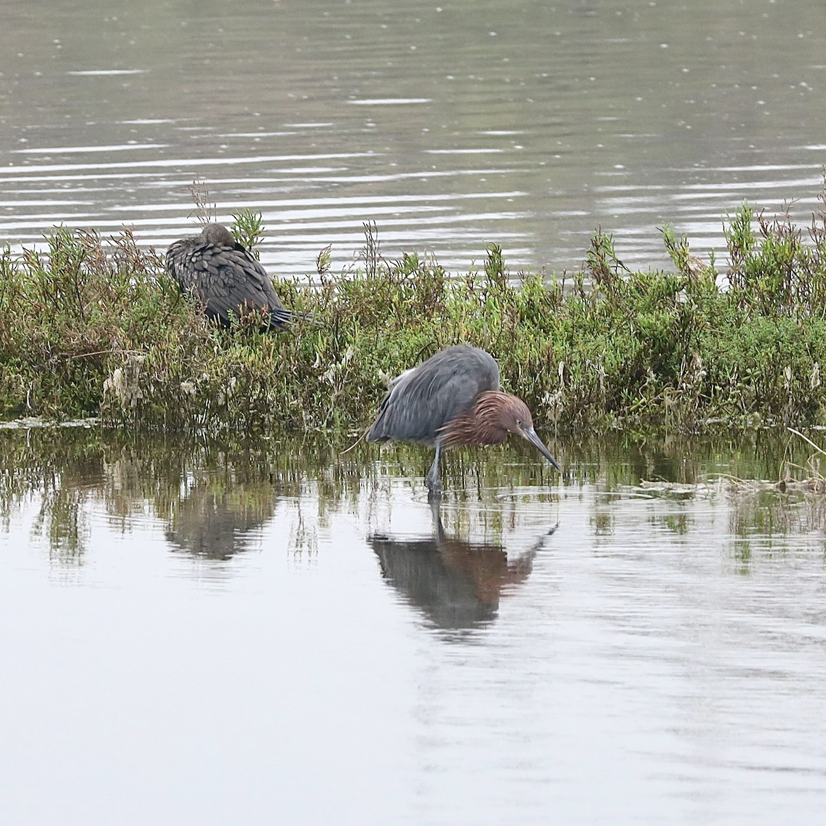 Reddish Egret - ML644558653