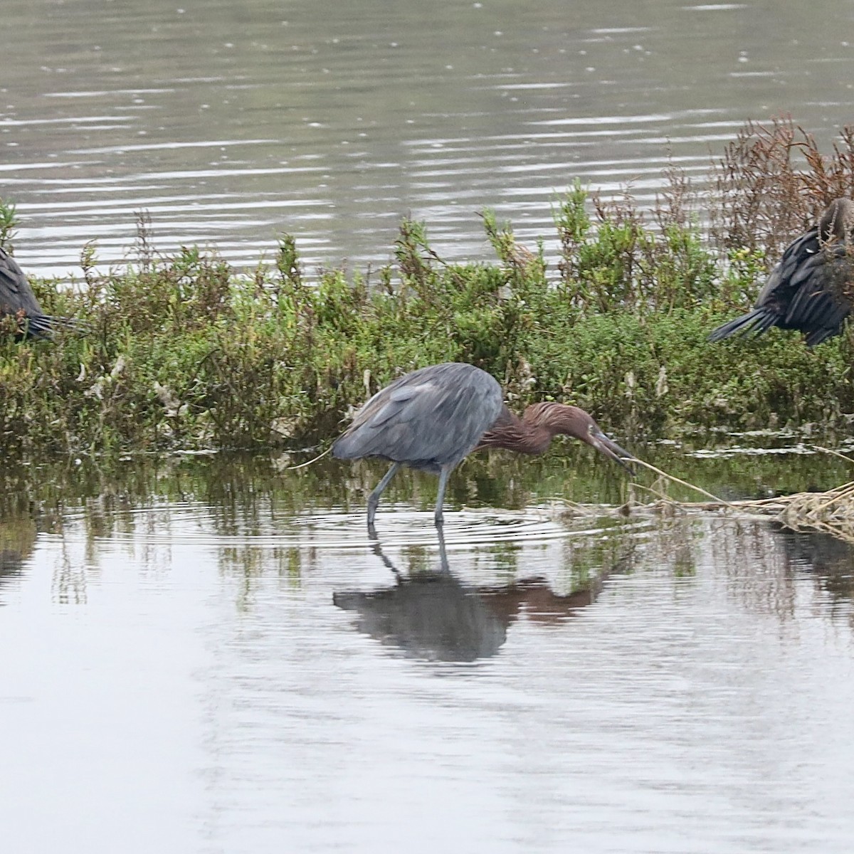 Reddish Egret - ML644558654