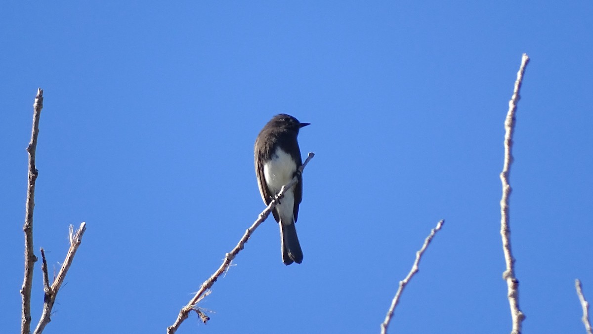 svartfibi - ML644558655