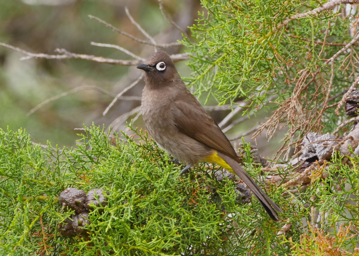 Bulbul du Cap - ML644558669