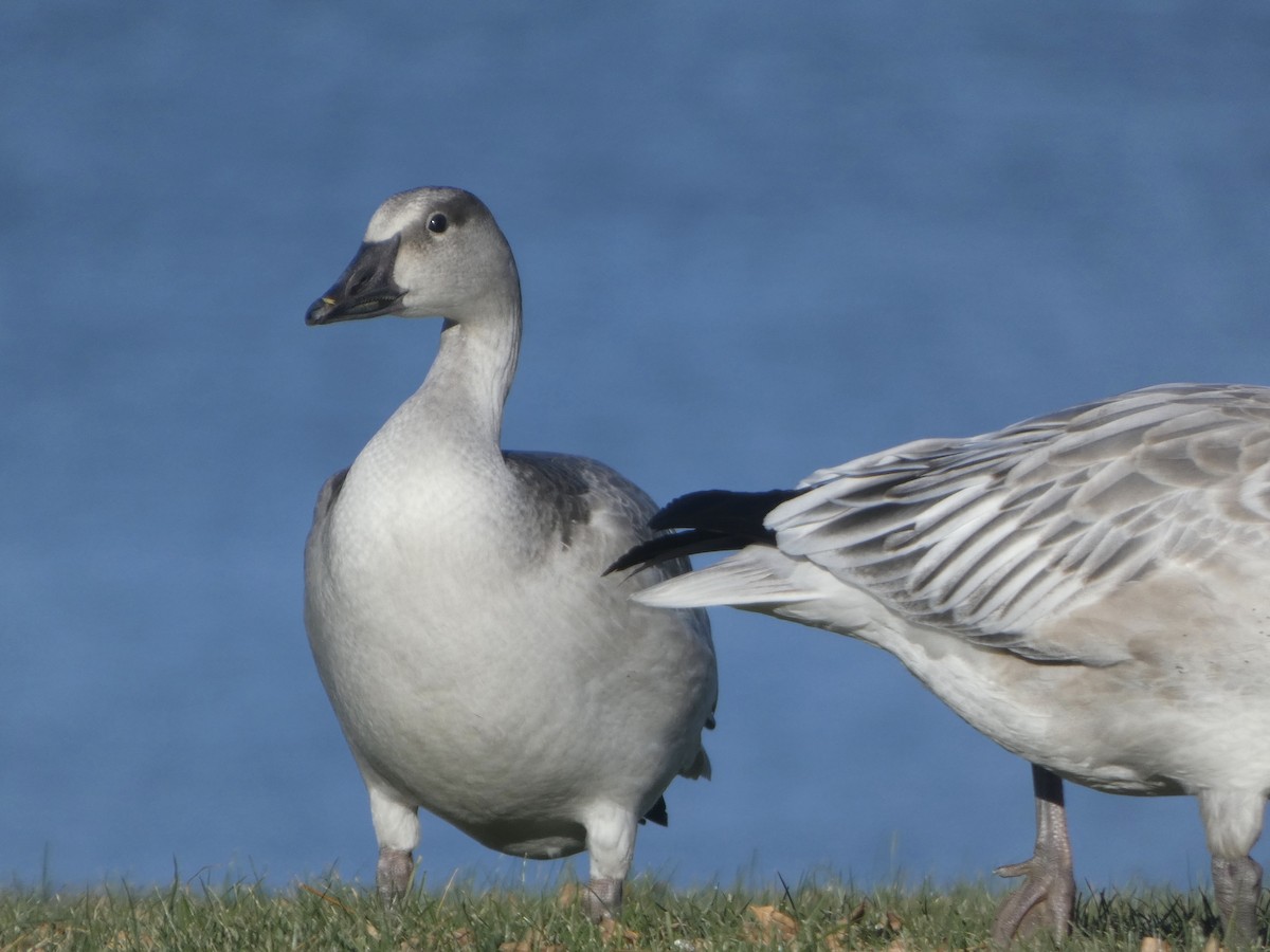 Snow Goose - ML644558674