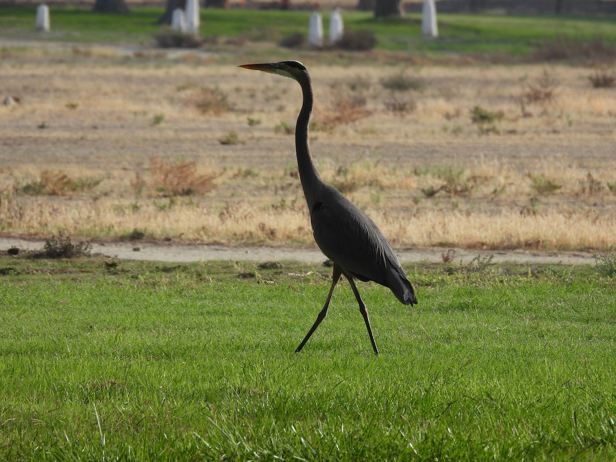 Great Blue Heron - ML644558675
