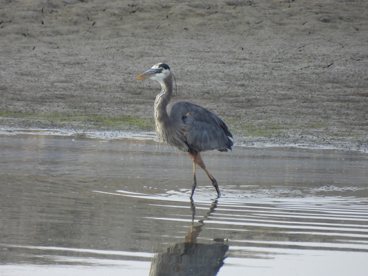 Great Blue Heron - ML644558677