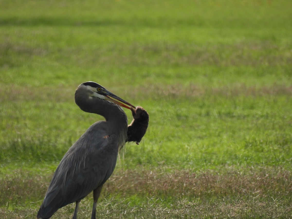 Great Blue Heron - ML644558678
