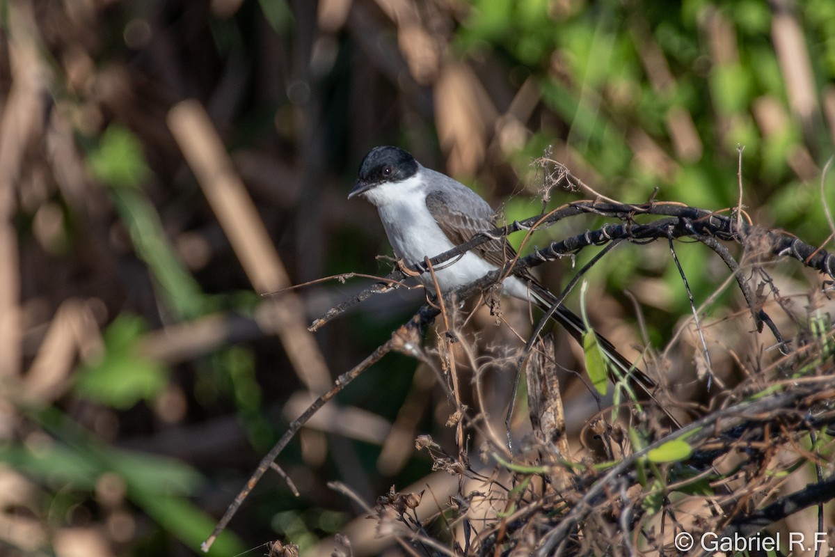 Fork-tailed Flycatcher - ML644558679