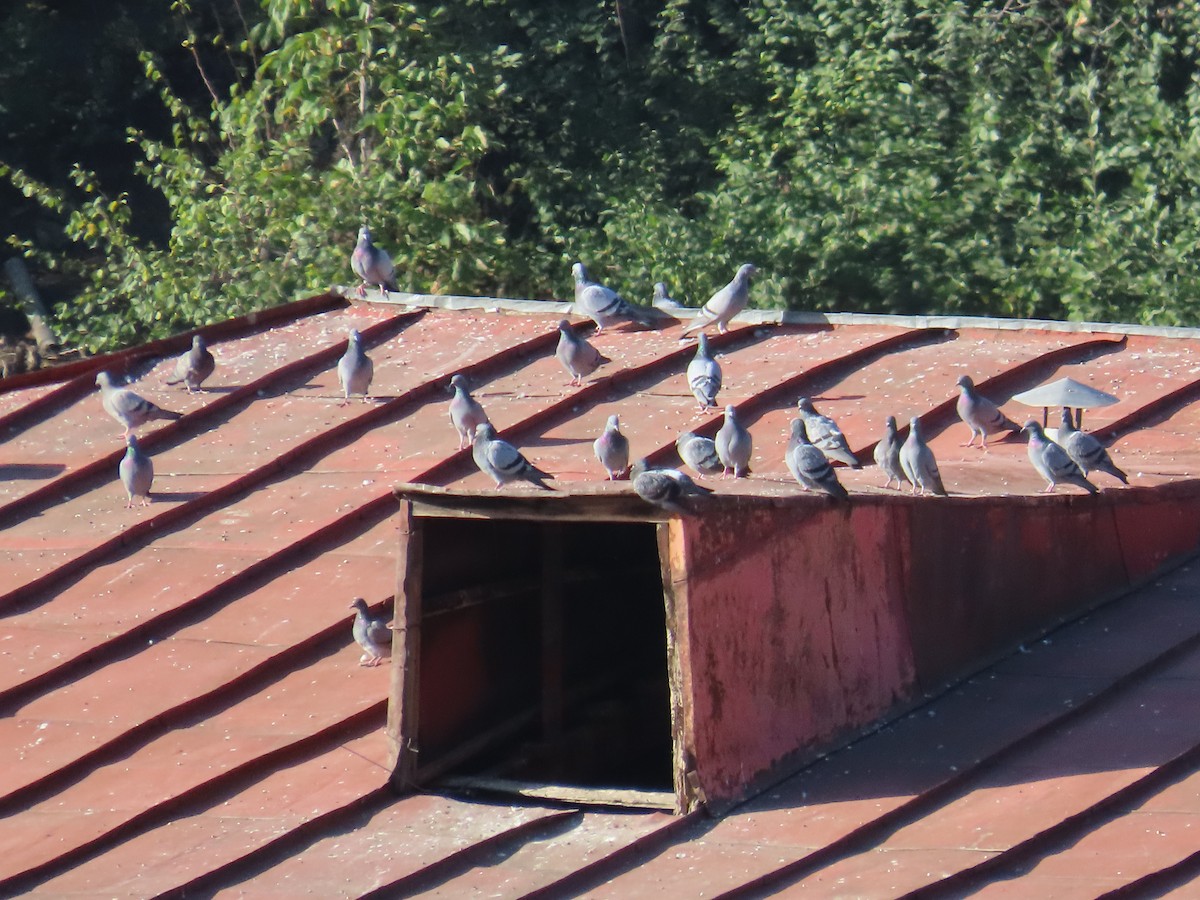 Rock Pigeon (Feral Pigeon) - ML644558680