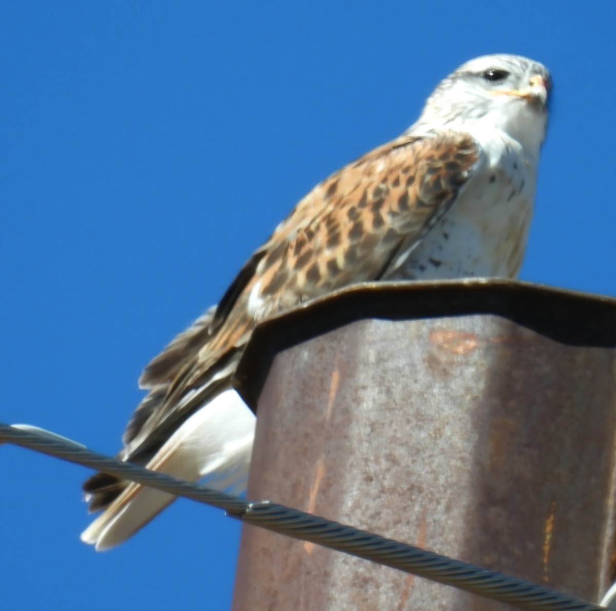 Ferruginous Hawk - ML644558684