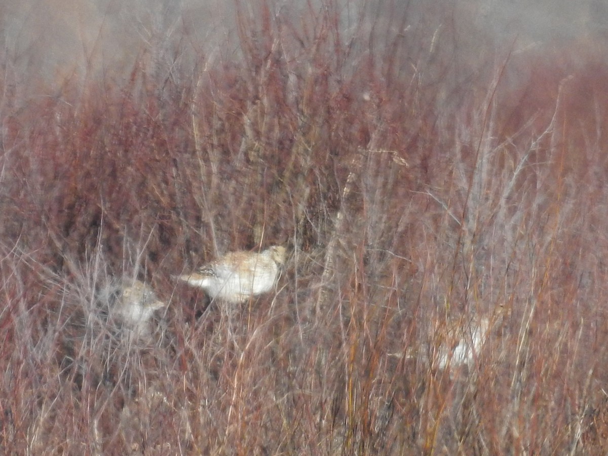 Sharp-tailed Grouse - ML644558685