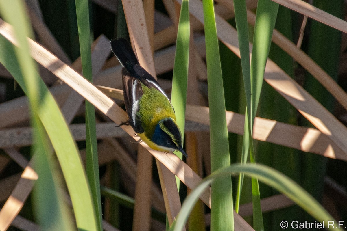 Many-colored Rush Tyrant - ML644558694