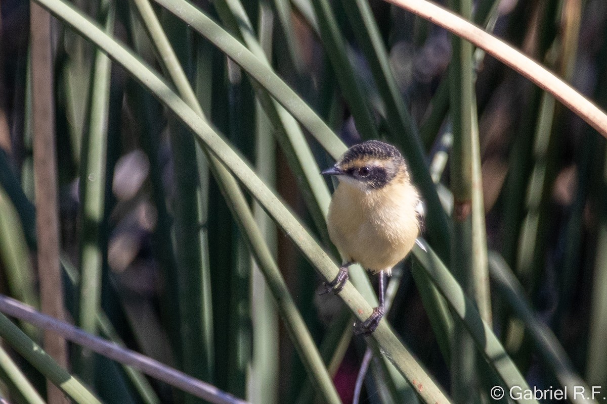 Many-colored Rush Tyrant - ML644558695