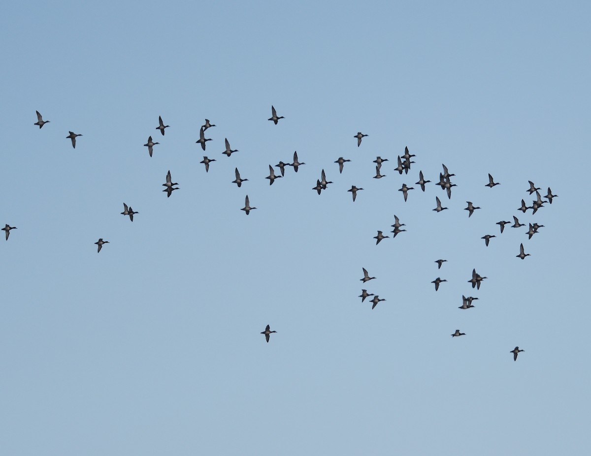 Greater Scaup - ML644558701