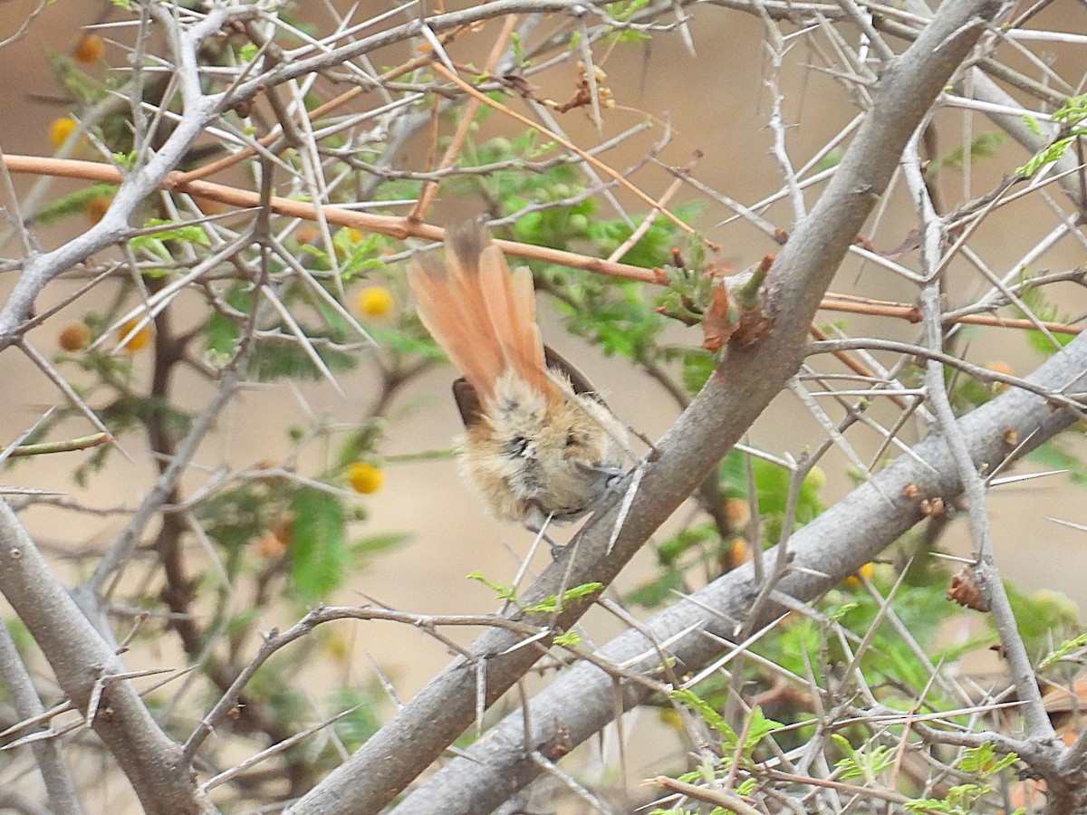 Necklaced Spinetail - ML644558703