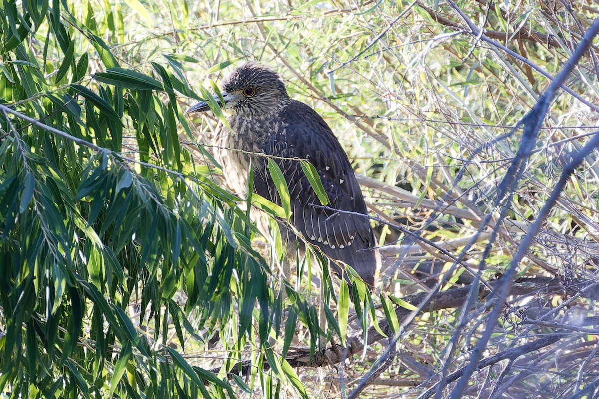 Yellow-crowned Night Heron - ML644558705