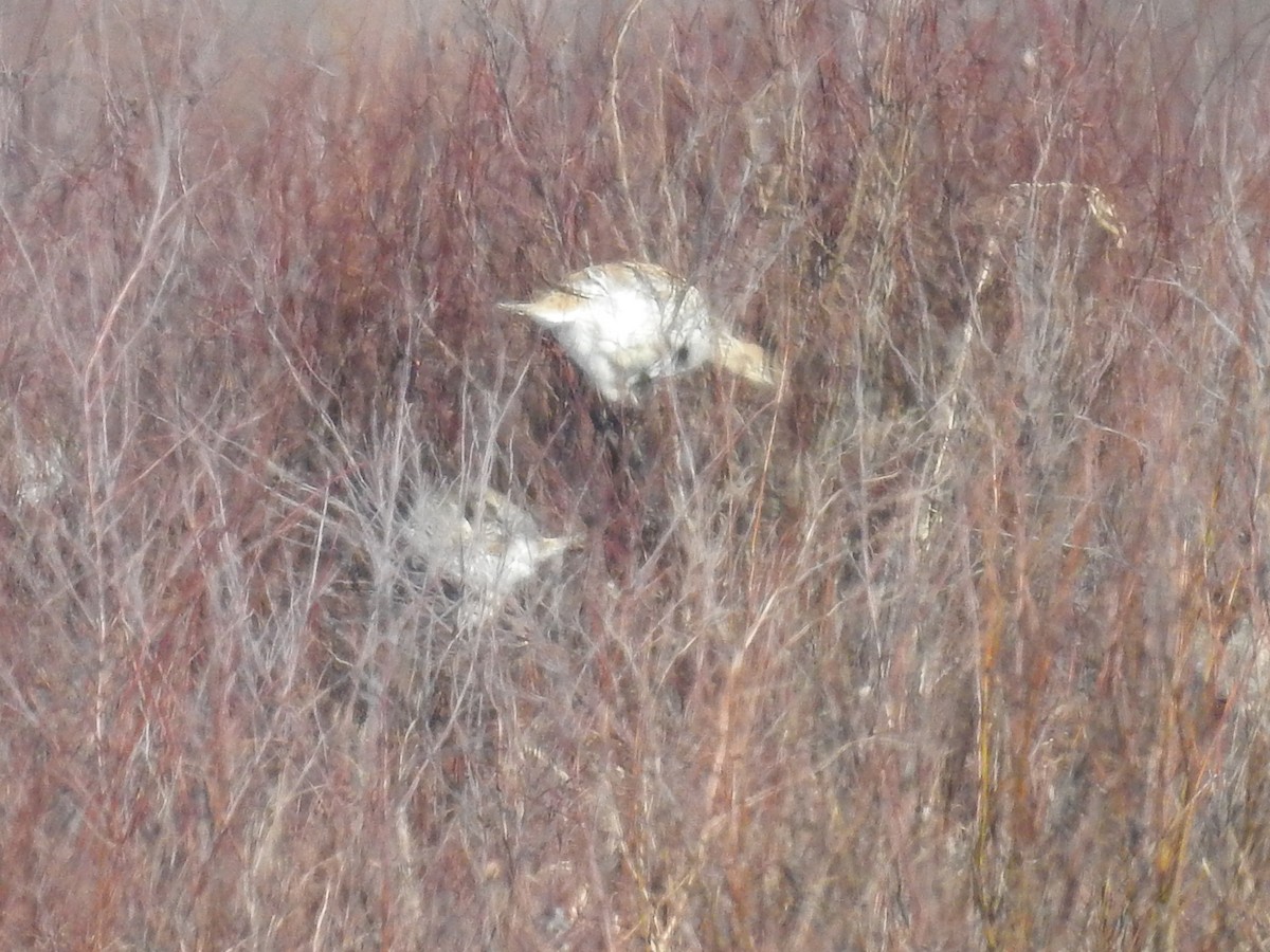 Sharp-tailed Grouse - ML644558706