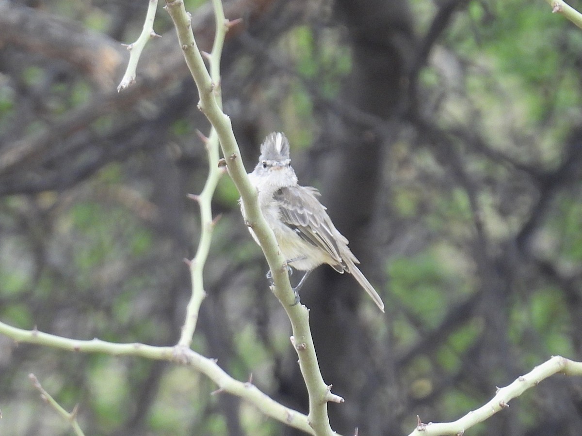 Gray-and-white Tyrannulet - ML644558709
