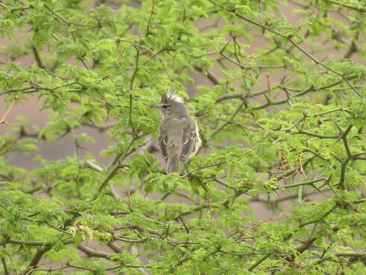 Gray-and-white Tyrannulet - ML644558710