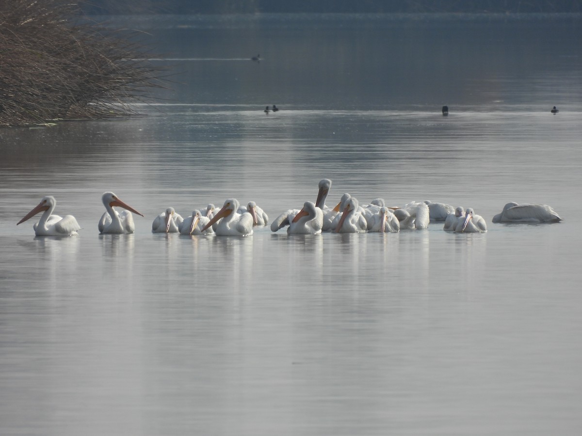 American White Pelican - ML644558712