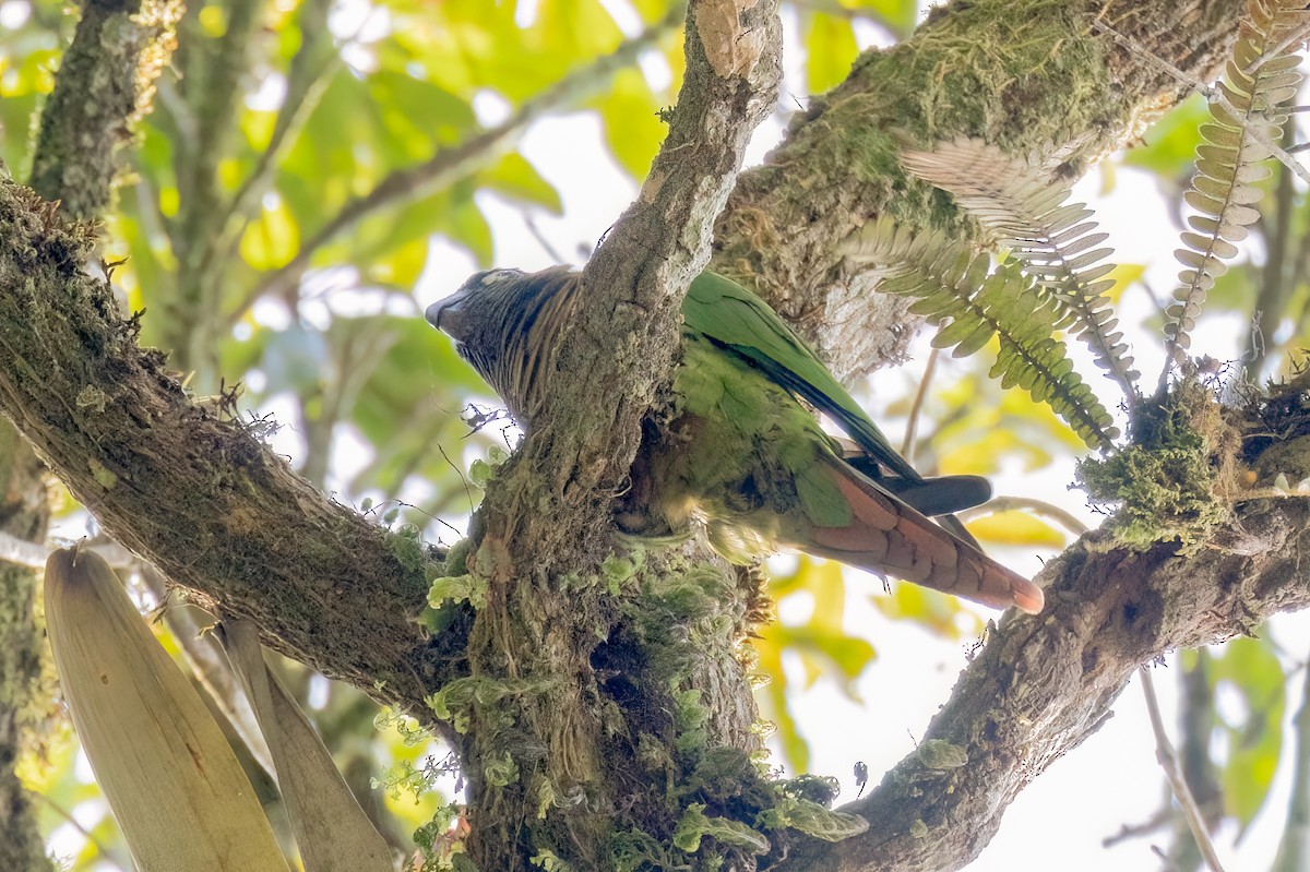 Maroon-bellied Parakeet (Maroon-tailed) - ML644558713