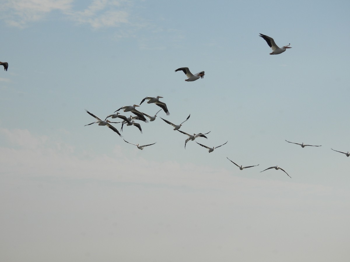American White Pelican - ML644558714