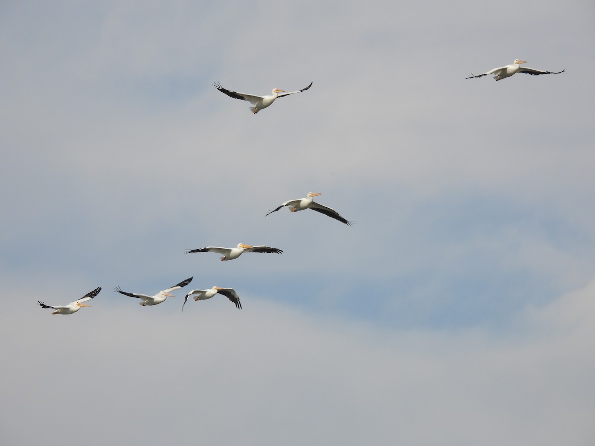 American White Pelican - ML644558715