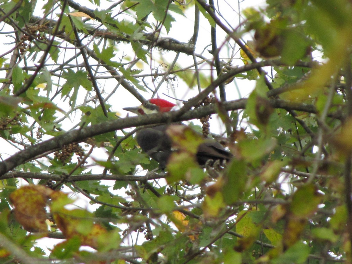 Pileated Woodpecker - ML644558717