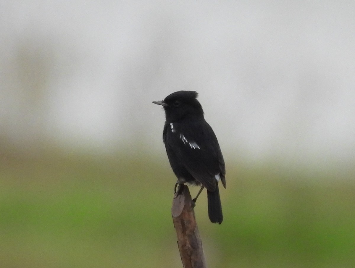Pied Bushchat - ML644558725