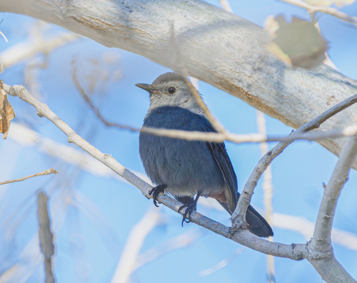 Gray Catbird - ML644558726