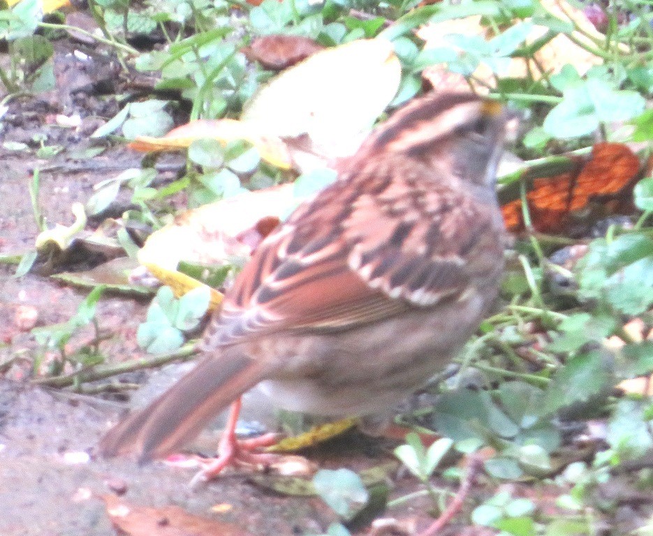 White-throated Sparrow - ML644558727