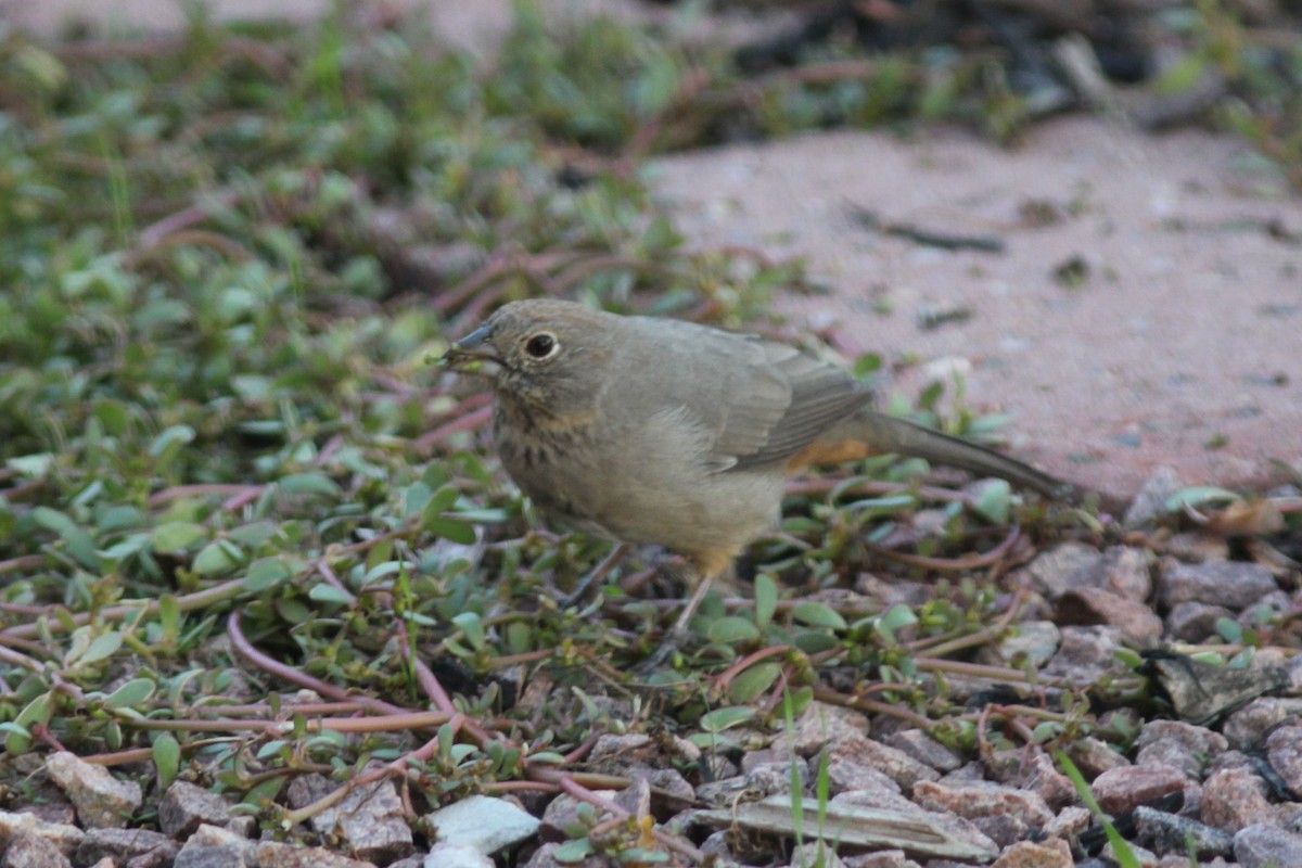 Canyon Towhee - ML644558728
