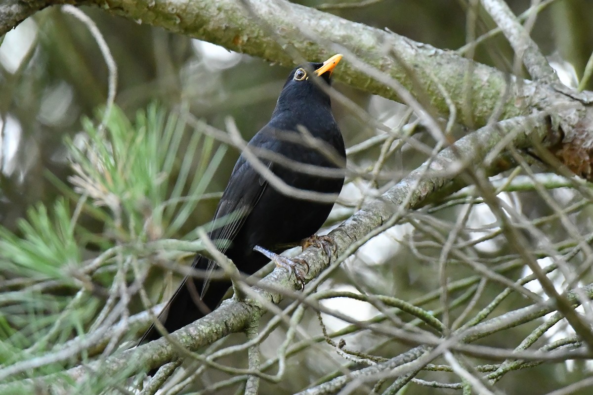 Eurasian Blackbird - ML644558729
