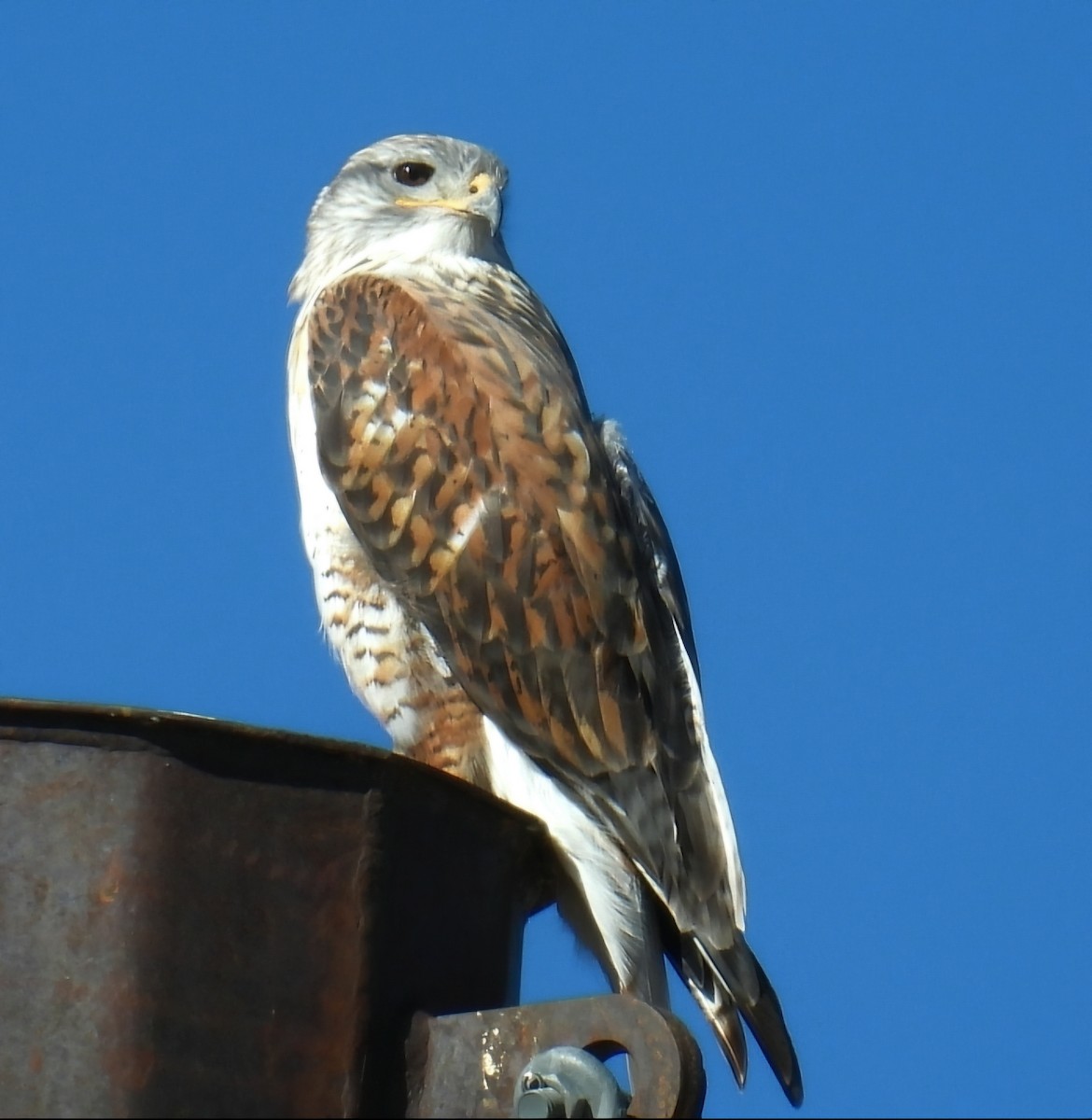 Ferruginous Hawk - ML644558731