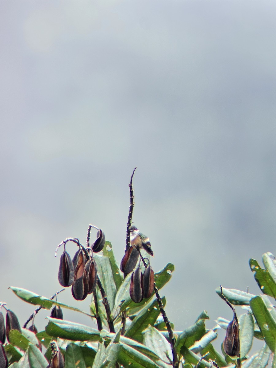White-crested Coquette - ML644558732
