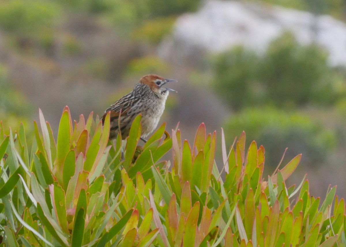 Cape Grassbird - ML644558733