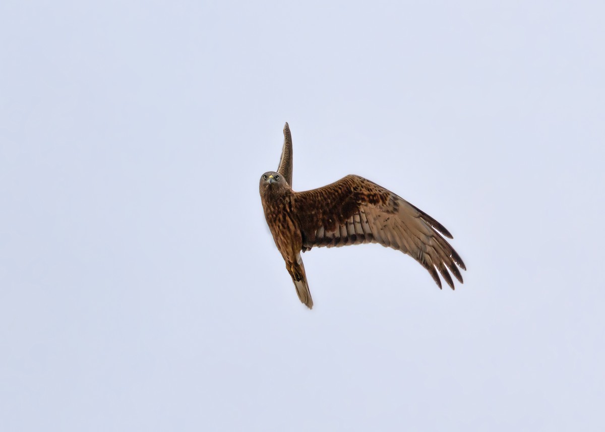 Swamp Harrier - ML644558735