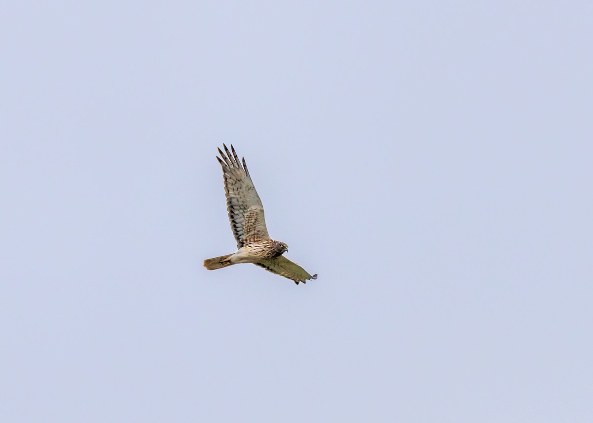 Swamp Harrier - ML644558736