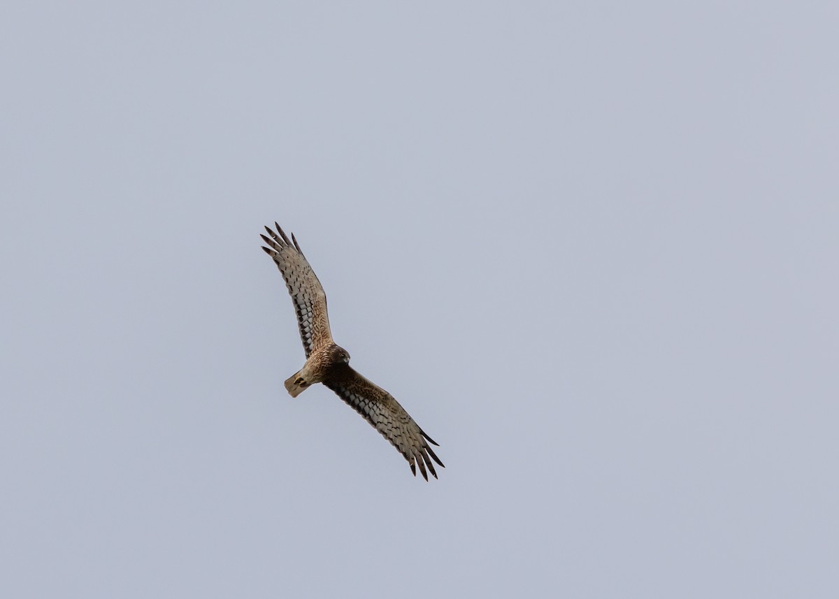 Swamp Harrier - ML644558739