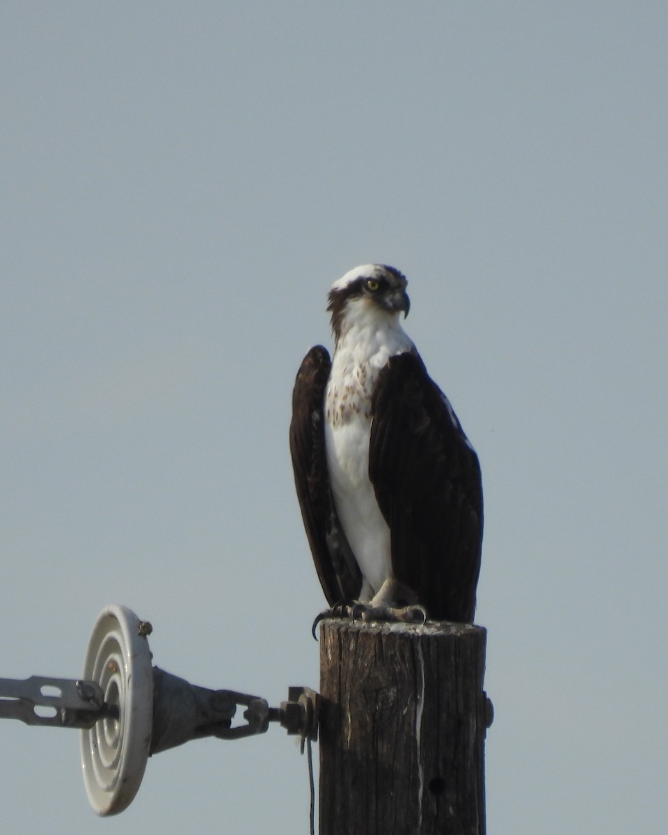 Osprey - ML644558745