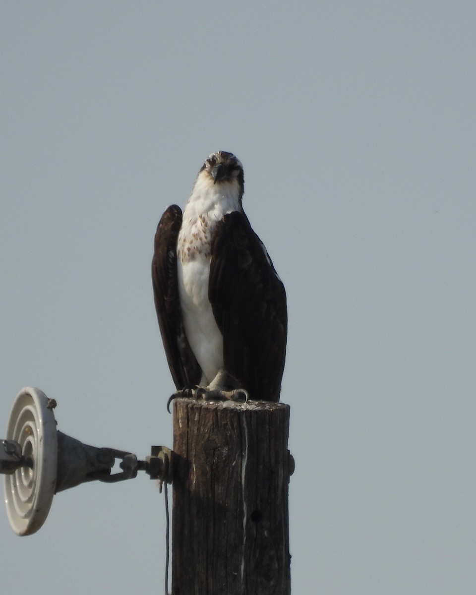 Osprey - ML644558746