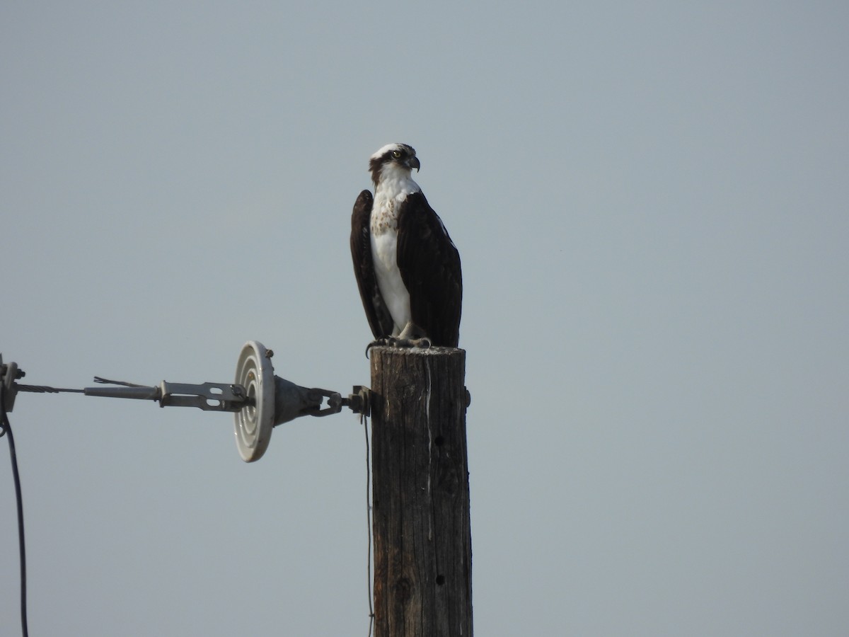 Osprey - ML644558747