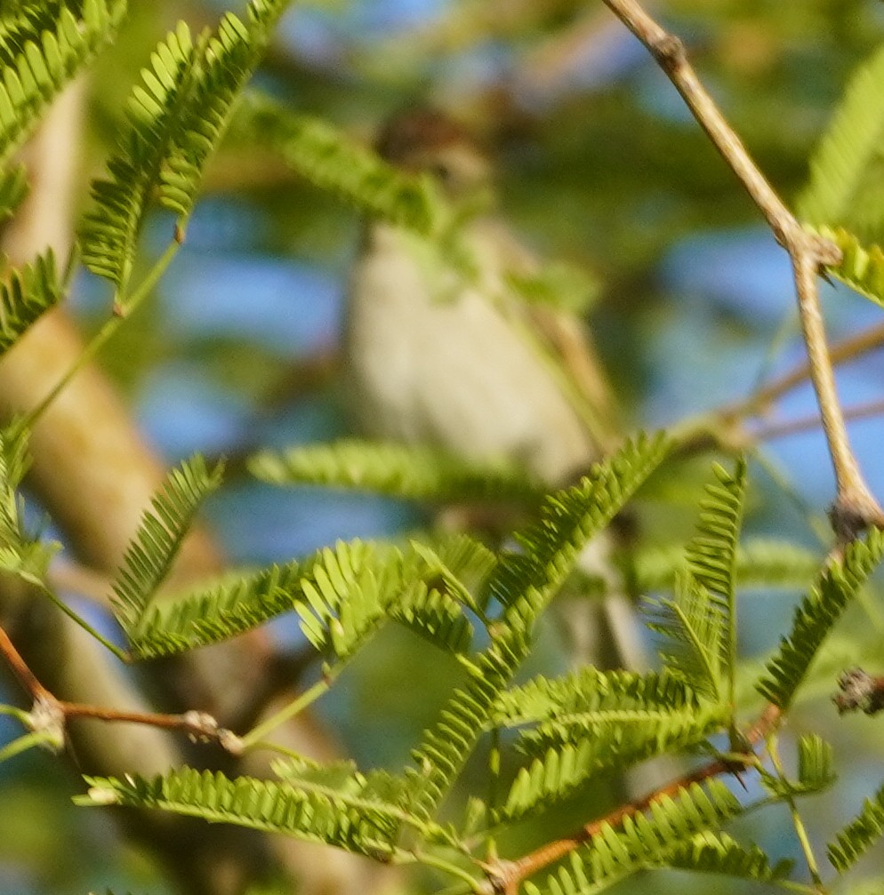 White-crowned Sparrow - ML644558749