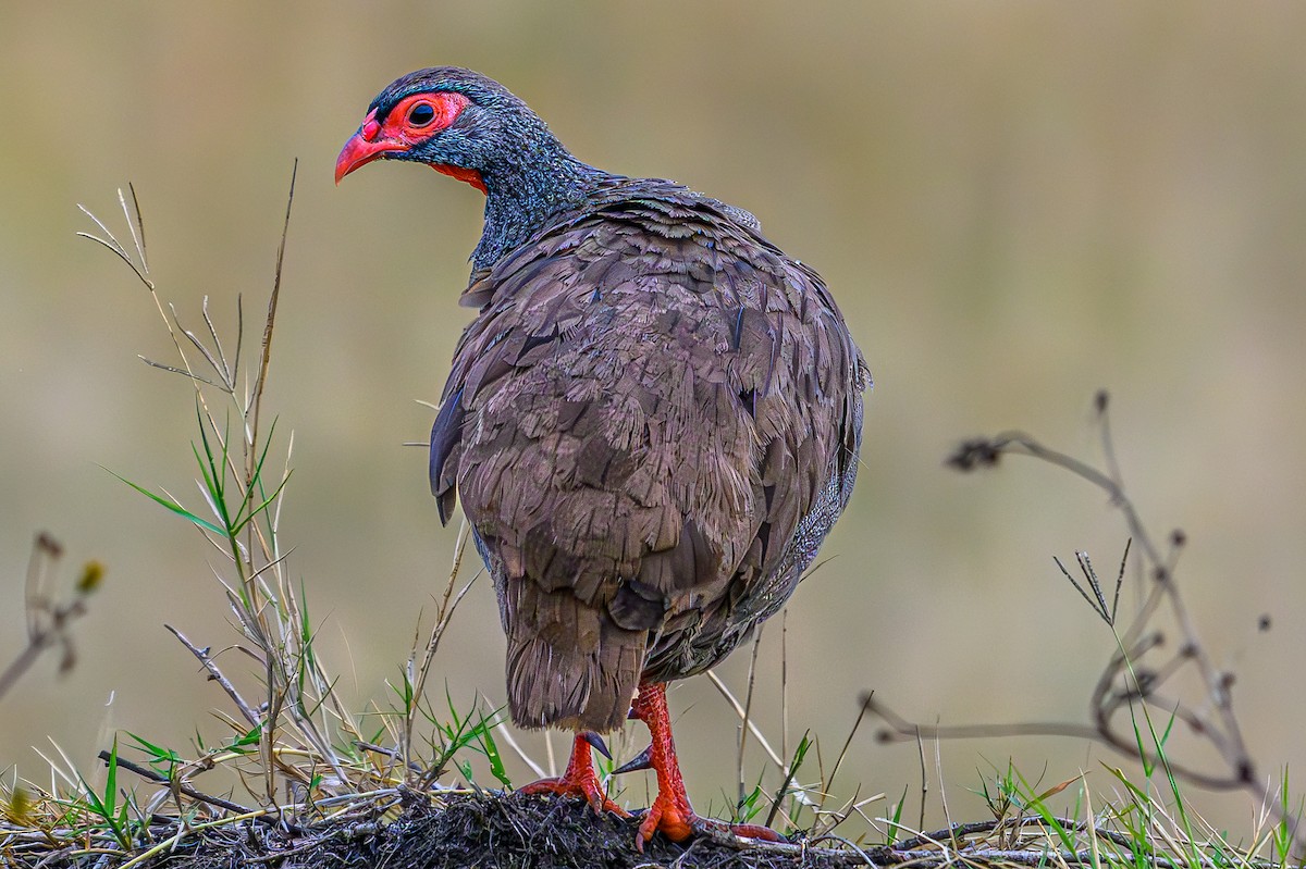 Red-necked Spurfowl - ML644558751