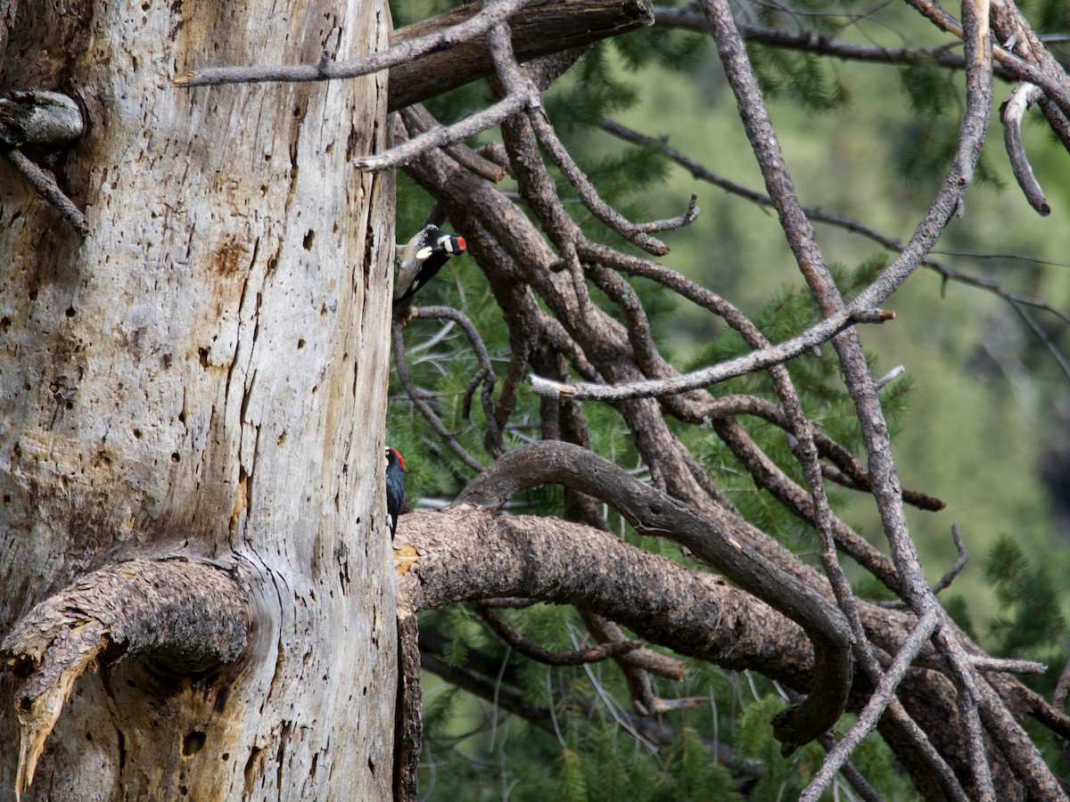 Acorn Woodpecker - ML644558758