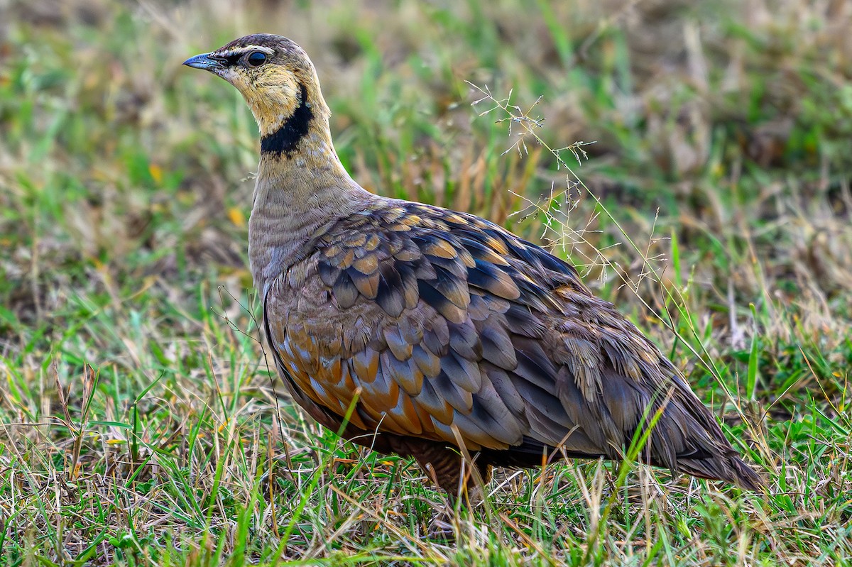 Желтогорлый рябок - ML644558759