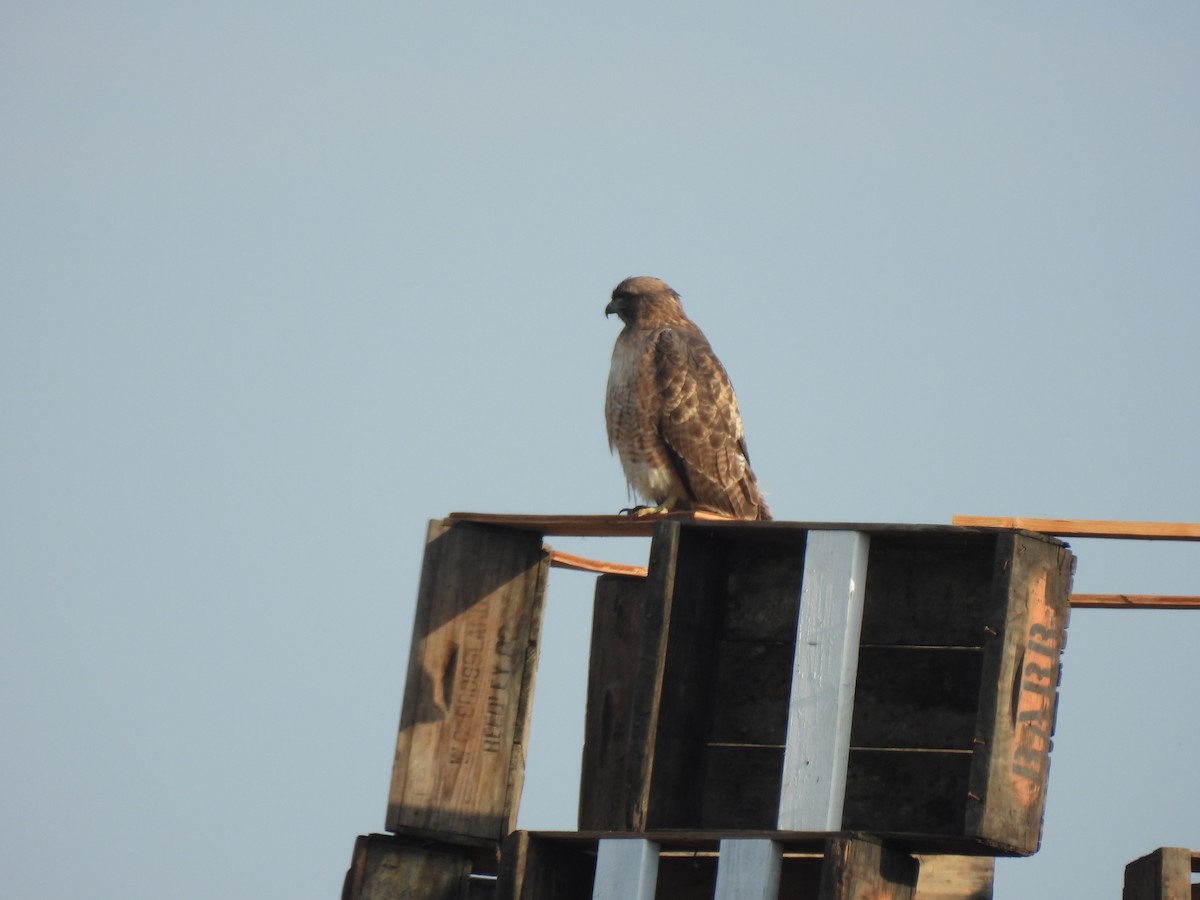 Busardo Colirrojo - ML644558765