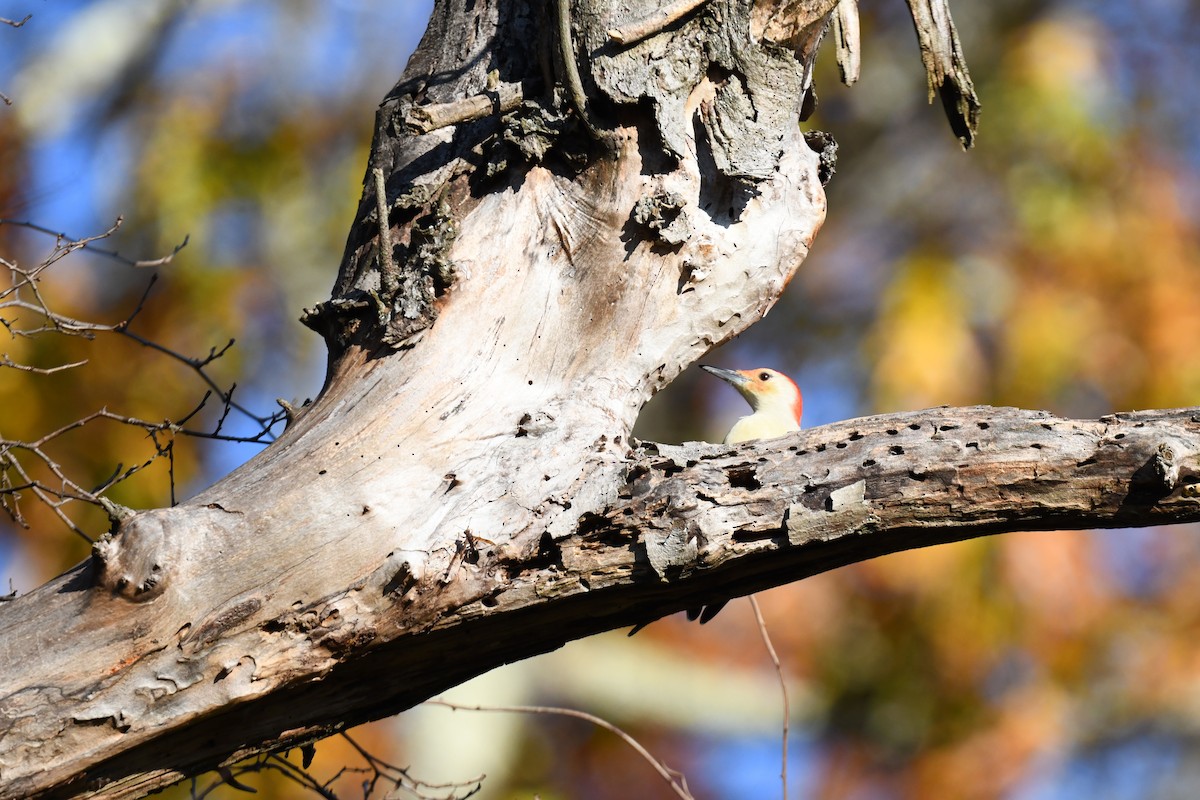 シマセゲラ - ML644558766