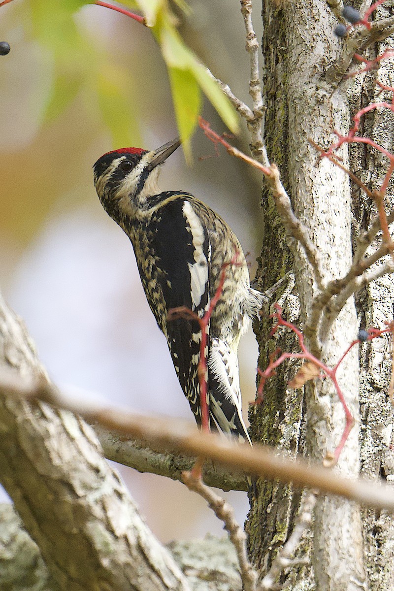 Желтобрюхий дятел-сокоед - ML644558768