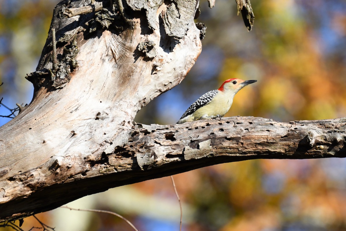 シマセゲラ - ML644558780