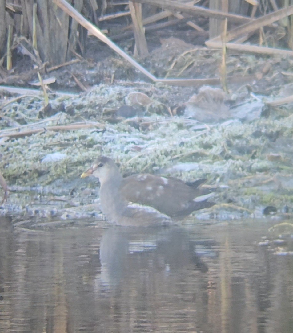 slípka americká - ML644558787